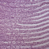 Hal kopoltyújának metszete