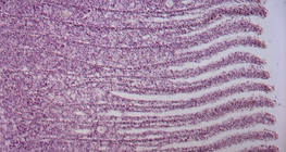 Hal kopoltyújának metszete