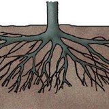 Roots of a plum tree