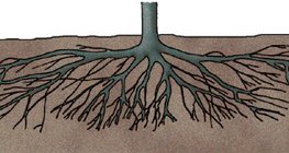 A szilvafa szétterülő gyökérzete