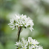 Wild garlic