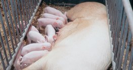 Malacait szoptató koca