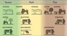 Tennivalók az almatermesztés során