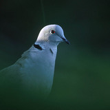 Eurasian collared dove