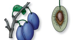 A szilvafa csonthéjas termése és hosszmetszete