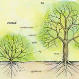 Cserje és fa összehasonlítása