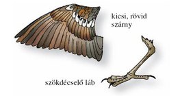 A házi veréb és a füstifecske lába és szárnya