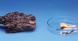 A fa lassan korhad, de gyorsan ég el