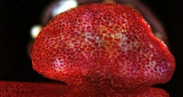 Csodatölcsér pollenzsákjának felnyílása (fénymikroszkópos kép)