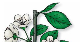 A szilvafa levelei, virágai