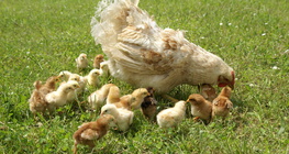 Tyúk és kiscsibéi
