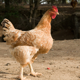 Hen