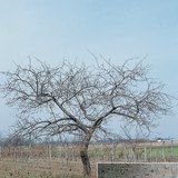 Az almafa és kérge