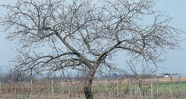 Az almafa és kérge