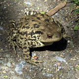Common toad