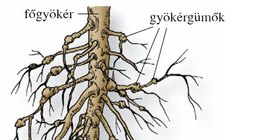 A veteményborsó gyökérzete