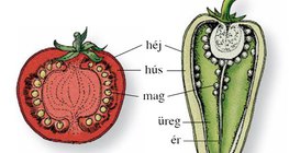 A paradicsom és a paprika termése