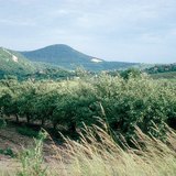 Nyár az almáskertben