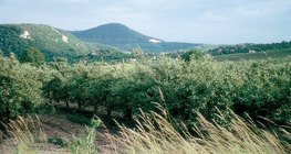 Nyár az almáskertben