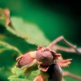Hazelnut fruits