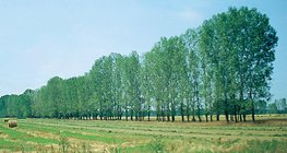 Futóhomok megállítására ültetett fasor