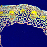Leaf blade cross section