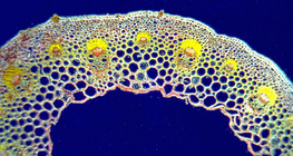 Kétszikű lágy szár keresztmetszete