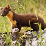Beech marten