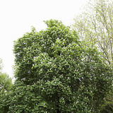 Chestnut tree in bloom