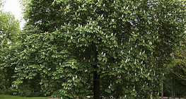 Virágzó gesztenyefa