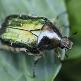 Flower chafer
