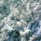 White flowers of blackthorn