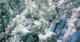 Bijeli cvjetovi crnog trna