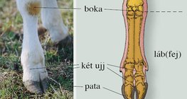 A szarvasmarha lába