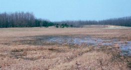 Futóhomok megállítására telepített fák