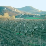Winter in the apple orchard