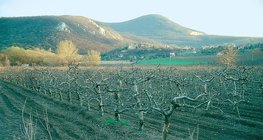 Tél az almáskertben