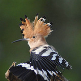Hoopoe