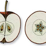 Poprečni i uzdužni presjek jabuke