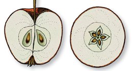 Az alma hossz- és keresztmetszete