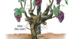 A szőlő részei