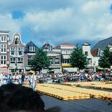 Az alkmaari sajtpiac