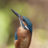 Common kingfisher