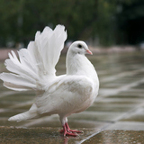 White pigeon