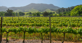 Vinograd, Južna Afrika