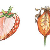 Poprečni presjek jagode i šipka