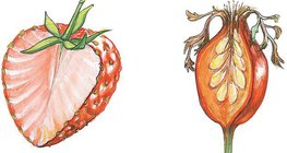 Poprečni presjek jagode i šipka