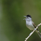 Blackcap