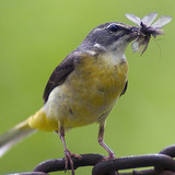 Yellow wagtail with catch