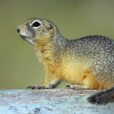 European ground squirrel